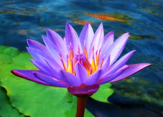 Lotus_Flower_by_Starfire_013-1