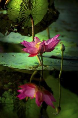lotus flower-1