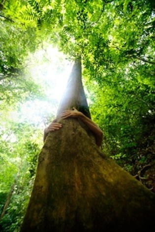 Hug a tree