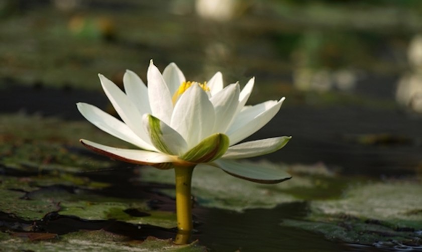 Lotus-Flower-in-Water